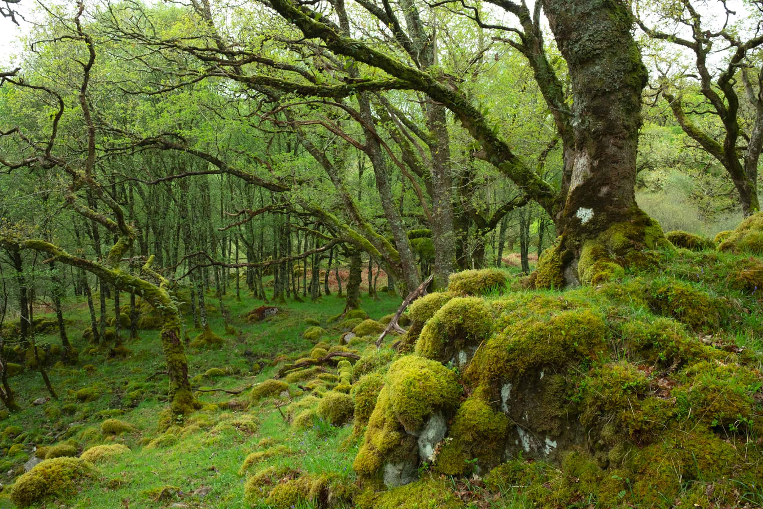 Woodland scene, Glencripesdale, Scotland