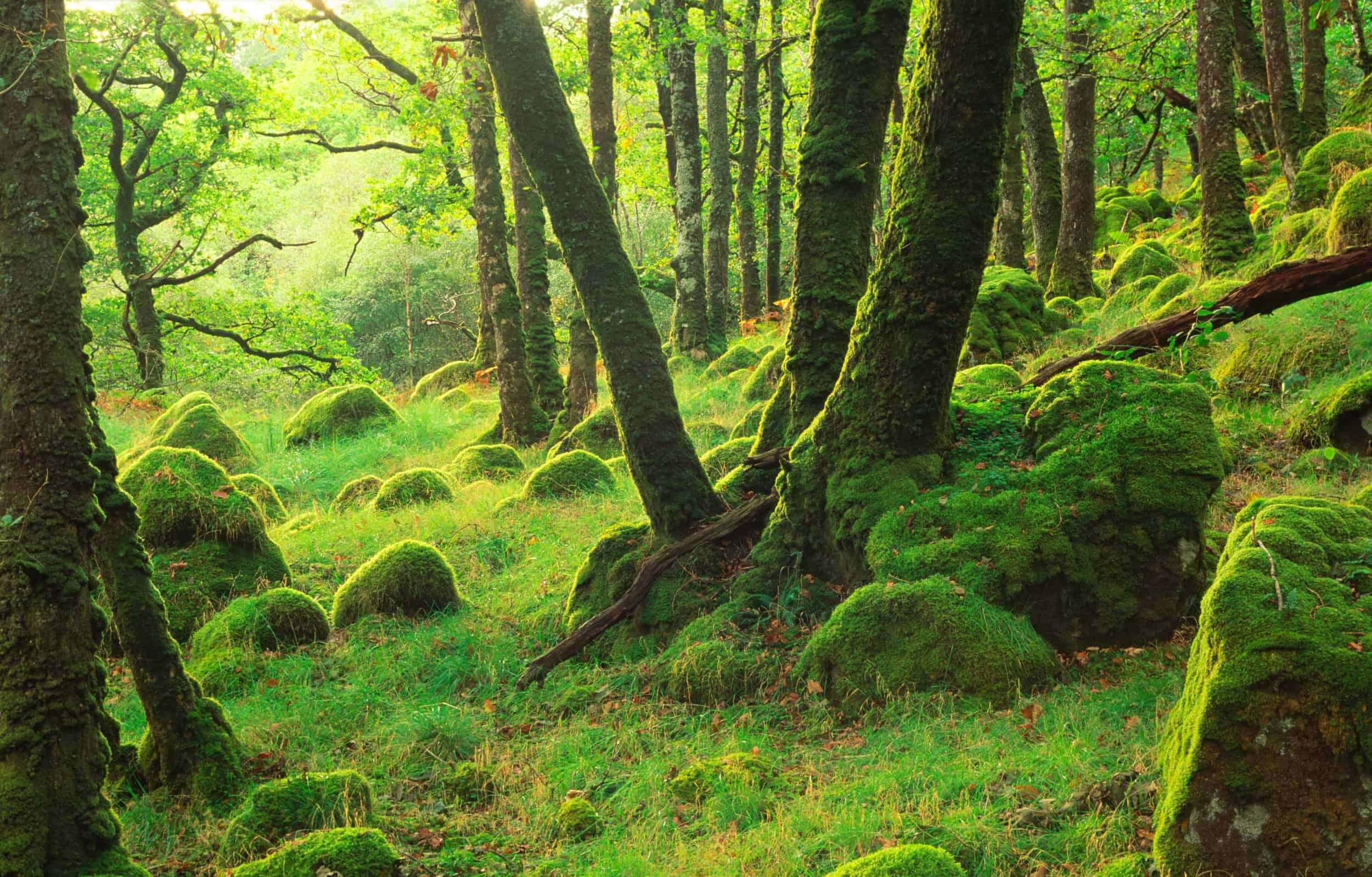 Mossy oakwood at Ariundle NNR, Ardnamurchan, West Highland Area